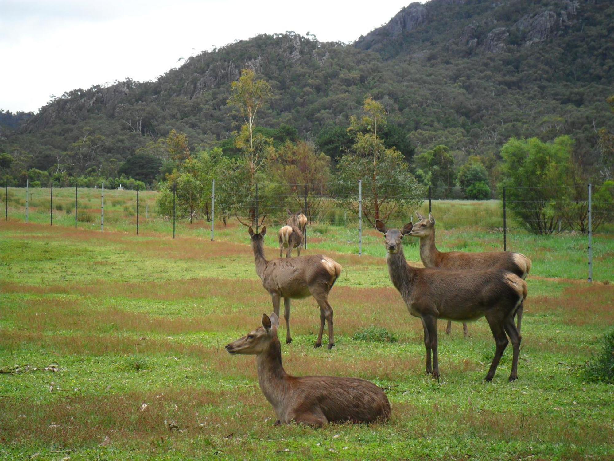 Grampians Chalets Halls Gap Εξωτερικό φωτογραφία