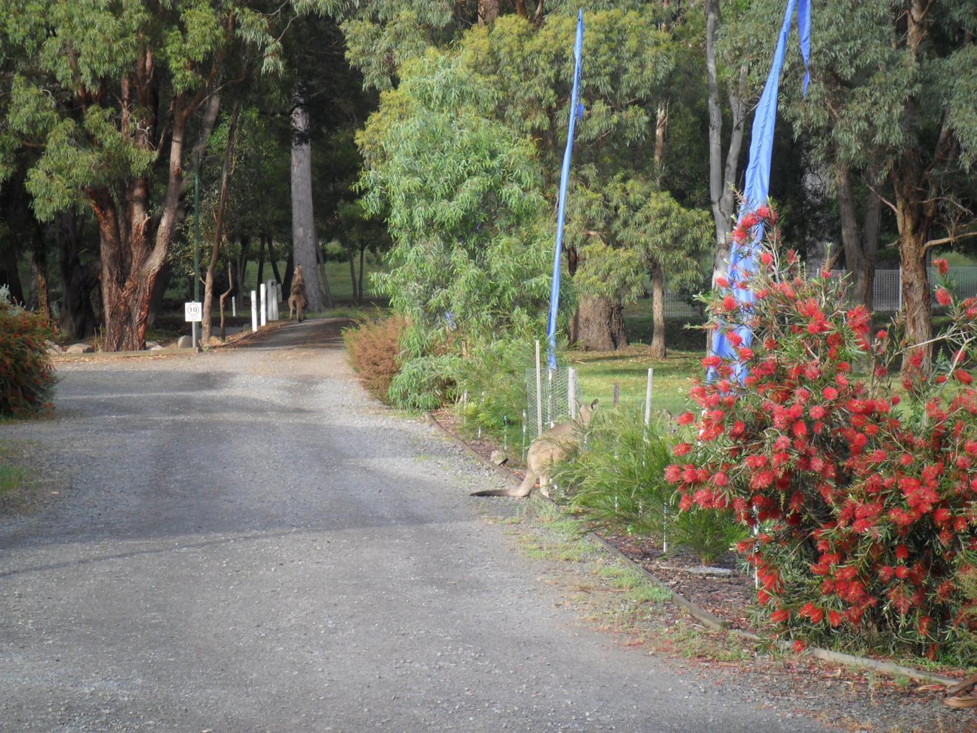 Grampians Chalets Halls Gap Εξωτερικό φωτογραφία