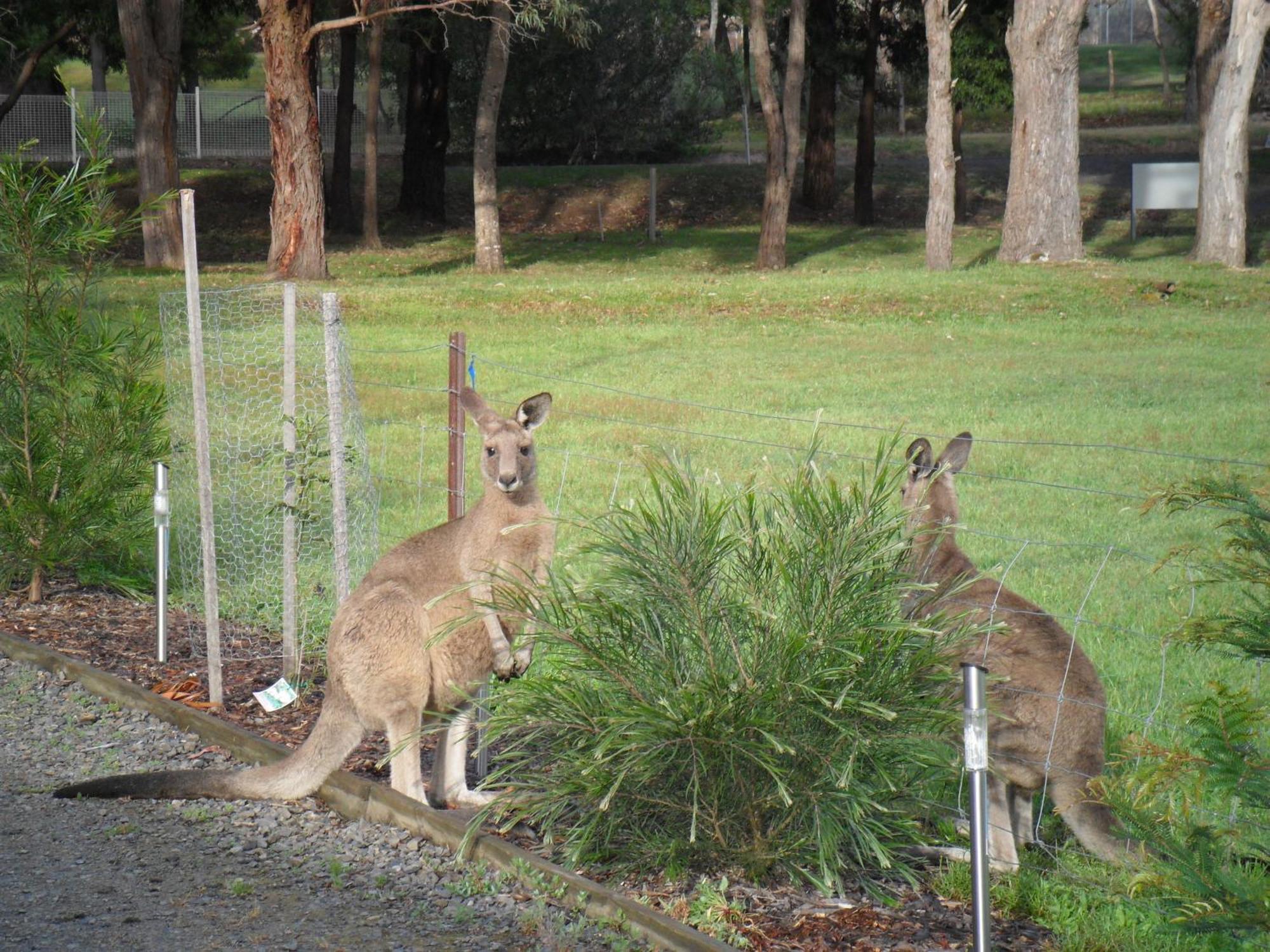 Grampians Chalets Halls Gap Εξωτερικό φωτογραφία