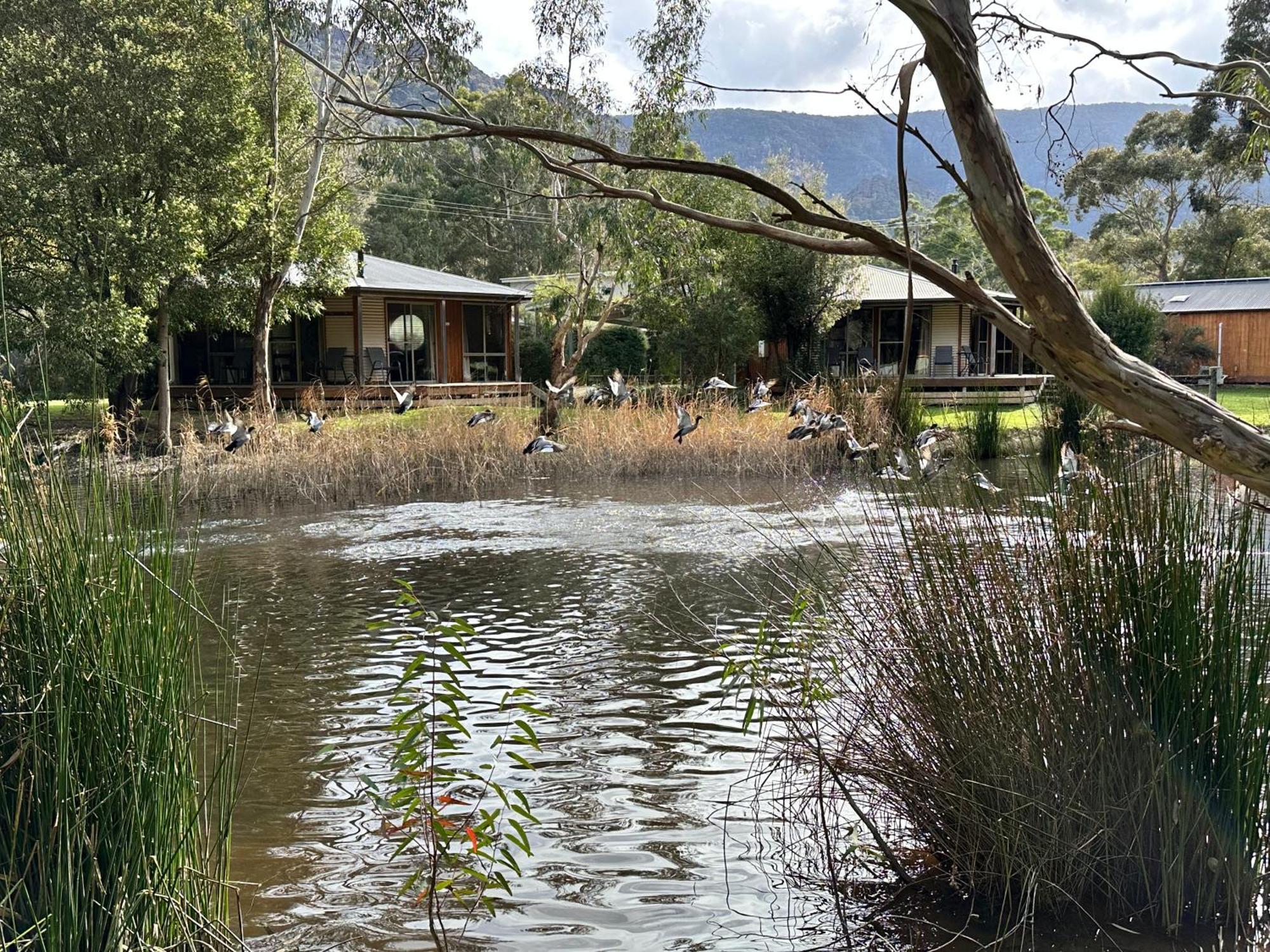 Grampians Chalets Halls Gap Εξωτερικό φωτογραφία